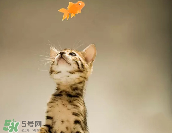 孟加拉豹貓多少錢一只？孟加拉豹貓粘人嗎