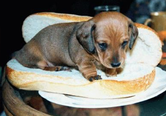 熱狗為什么叫熱狗？網(wǎng)絡上熱狗是什么意思