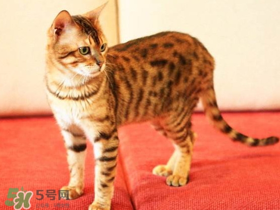 孟加拉豹貓多少錢一只？孟加拉豹貓粘人嗎