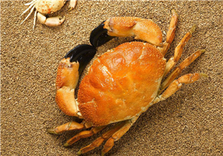 哪種螃蟹適合做香辣蟹？香辣蟹是用什么蟹做的？