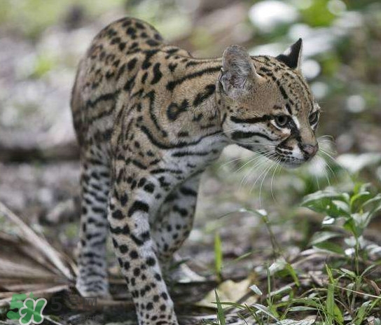 豹貓好養(yǎng)嗎？豹貓是幾級保護動物