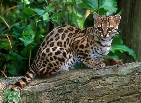 豹貓好養(yǎng)嗎？豹貓是幾級保護動物