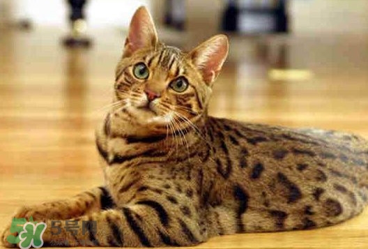 孟加拉豹貓多少錢一只？孟加拉豹貓粘人嗎