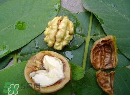 青皮核桃和干核桃哪個營養(yǎng)高？有什么區(qū)別？