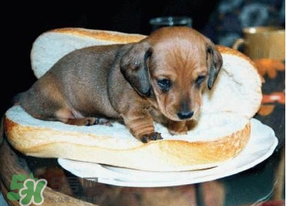 熱狗為什么叫熱狗？網(wǎng)絡(luò)上熱狗是什么意思