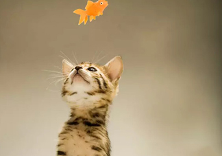 孟加拉豹貓多少錢一只？孟加拉豹貓粘人嗎