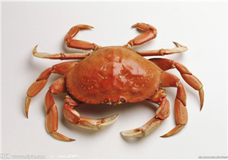 哪種螃蟹有蟹黃？哪種螃蟹蟹黃最多？