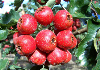 山楂怎么吃才減肥？山楂怎么吃能減肥瘦身？