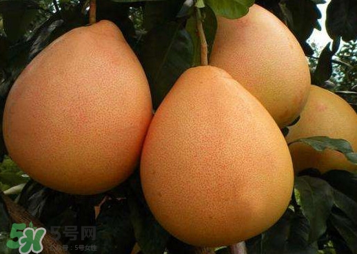 三紅蜜柚是哪里產(chǎn)的？三紅蜜柚什么時候上市？