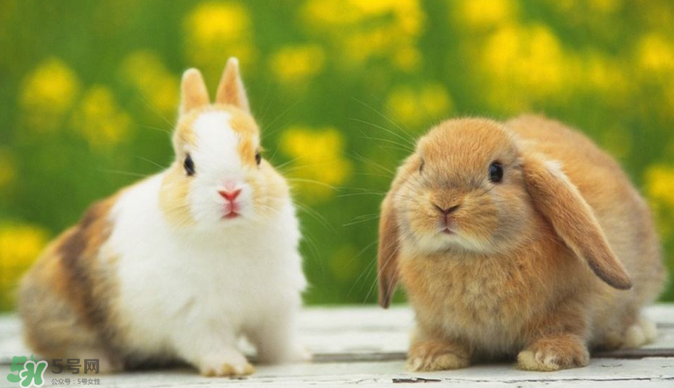 兔肉是涼性還是熱性？兔肉是酸性還是堿性？