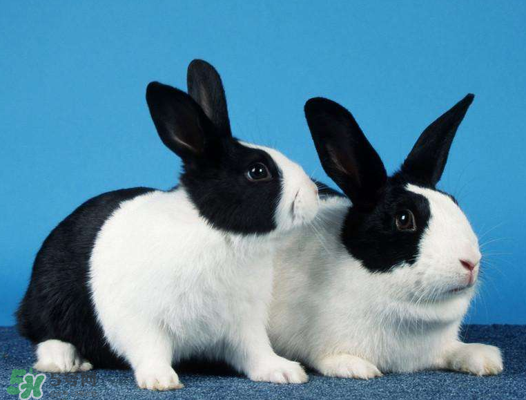 兔肉是涼性還是熱性？兔肉是酸性還是堿性？