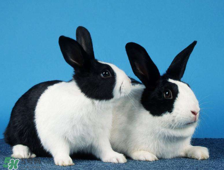 兔肉和什么一起燉最好？兔肉和什么一起吃最好？