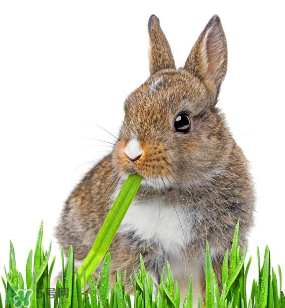 兔肉和什么一起燉最好？兔肉和什么一起吃最好？