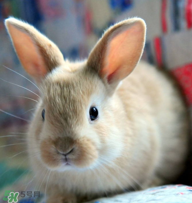 兔肉和什么一起燉最好？兔肉和什么一起吃最好？