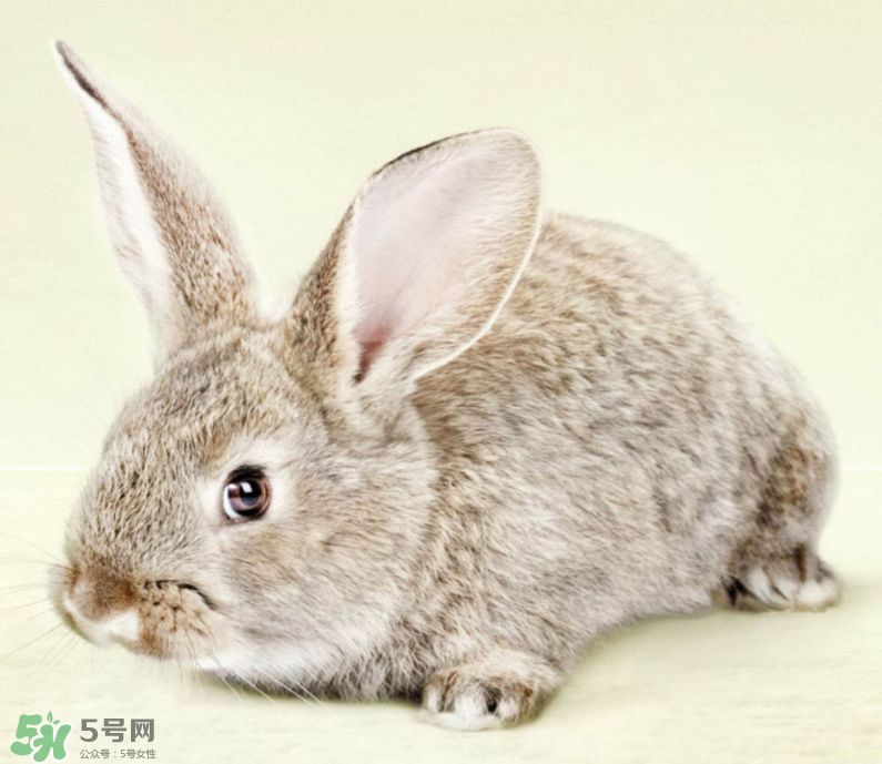 兔肉和什么一起燉最好？兔肉和什么一起吃最好？