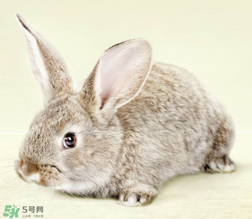 兔肉和雞肉能一起吃嗎？兔肉和土豆能一起吃嗎？