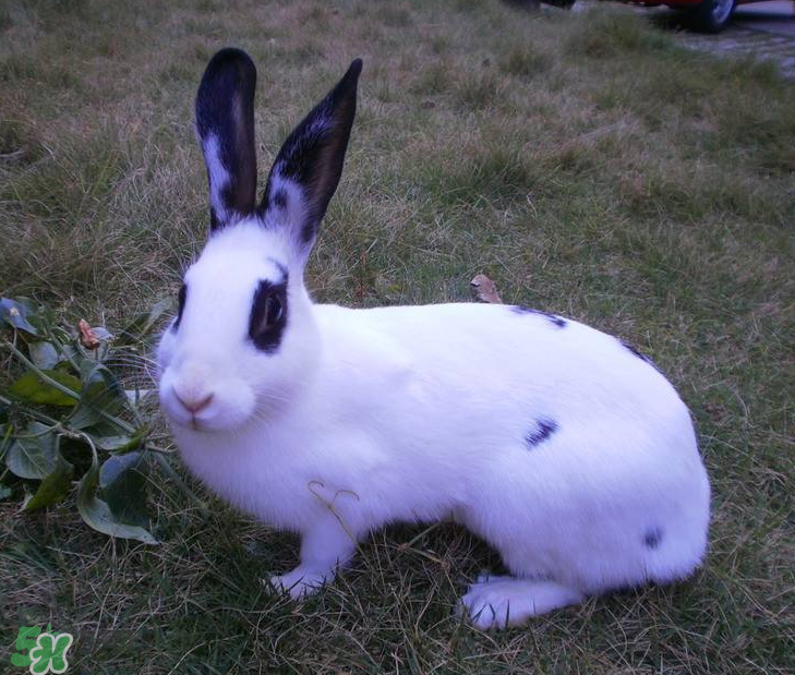 兔肉和雞肉能一起吃嗎？兔肉和土豆能一起吃嗎？