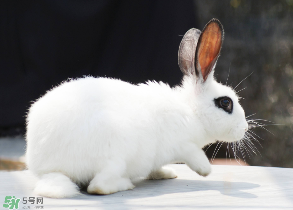 兔肉和雞肉能一起吃嗎？兔肉和土豆能一起吃嗎？