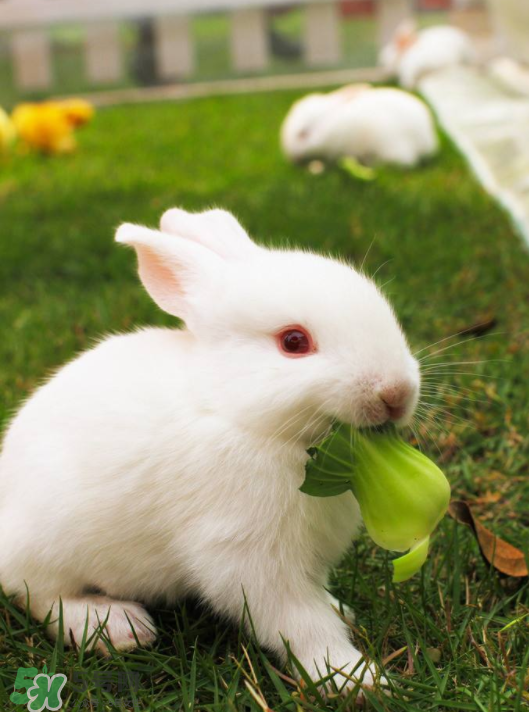 兔肉和雞肉能一起吃嗎？兔肉和土豆能一起吃嗎？