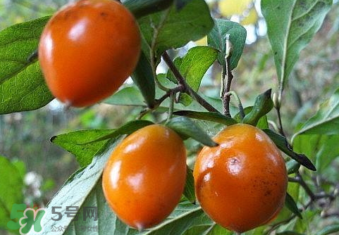 野柿子泡酒的方法 野柿子泡酒的功效 野柿子泡酒的方法 野柿子泡酒的功效