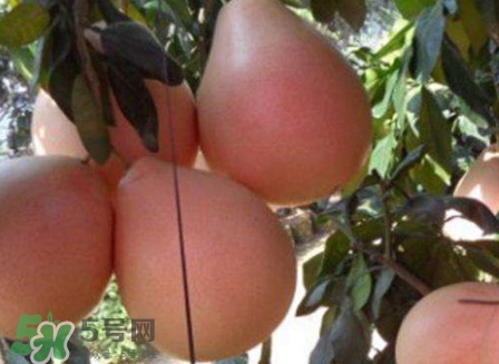 三紅蜜柚怎么挑選？三紅蜜柚種植方法與技巧