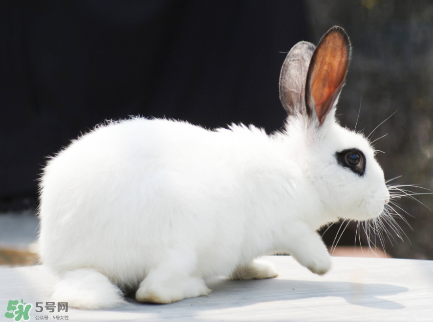 兔肉和芹菜能同吃嗎？兔肉和蝦能一起吃嗎？