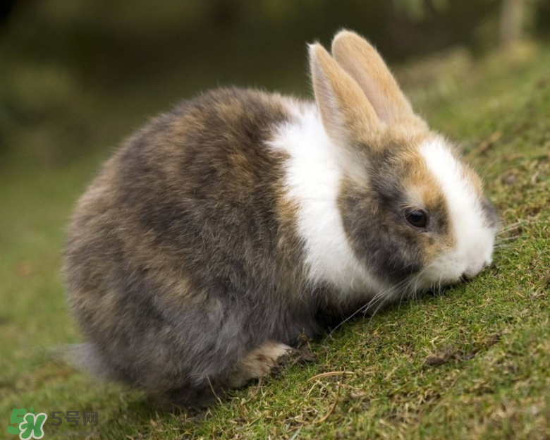 兔肉和芹菜能同吃嗎？兔肉和蝦能一起吃嗎？