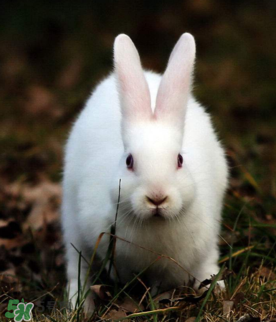 兔肉和芹菜能同吃嗎？兔肉和蝦能一起吃嗎？