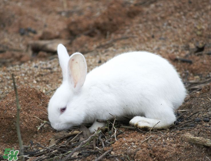 兔肉和芹菜能同吃嗎？兔肉和蝦能一起吃嗎？