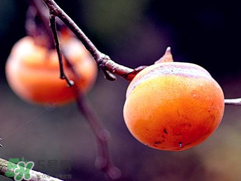山柿子對人體有害嗎 山柿子果的功效與作用 山柿子對人體有害嗎 山柿子果的功效與作用