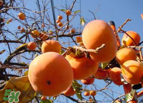 山柿子對人體有害嗎 山柿子果的功效與作用 山柿子對人體有害嗎 山柿子果的功效與作用