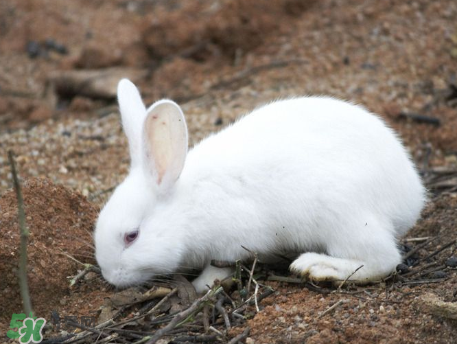 兔肉和羊肉能一起吃嗎？兔肉和羊肉相克嗎？