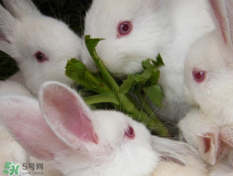 兔肉和羊肉能一起吃嗎？兔肉和羊肉相克嗎？