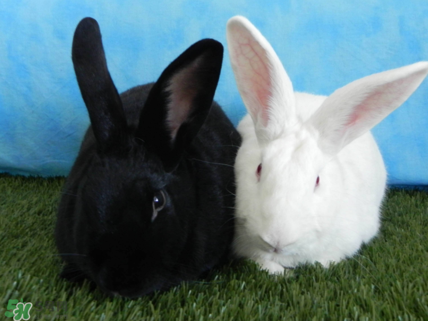 兔肉和羊肉能一起吃嗎？兔肉和羊肉相克嗎？