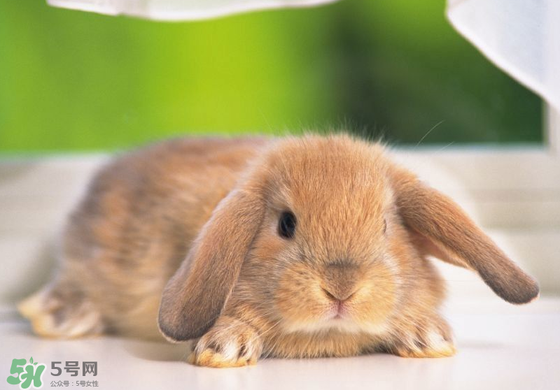 兔肉和羊肉能一起吃嗎？兔肉和羊肉相克嗎？