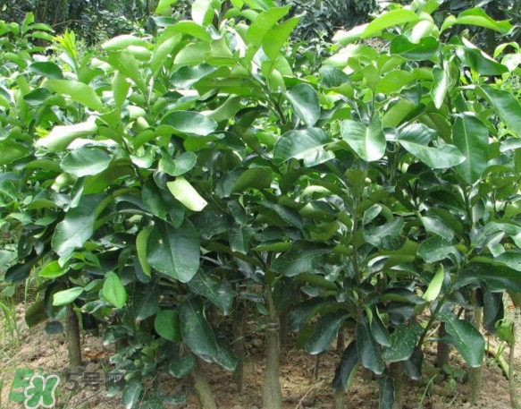 三紅蜜柚怎么儲(chǔ)藏保鮮？三紅蜜柚苗哪里可以買到