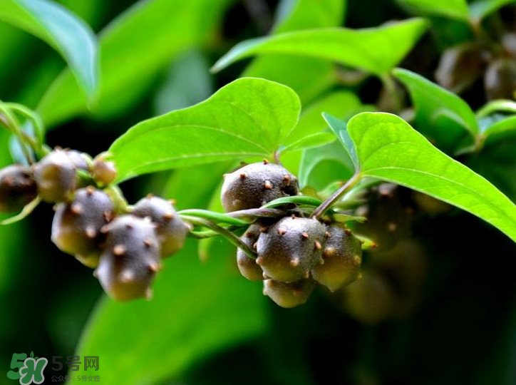 山藥豆是怎么長出來的？山藥豆是山藥的種子嗎？