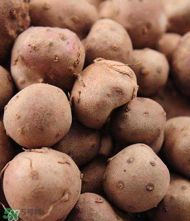 山藥豆能種植嗎？山藥豆怎么種？