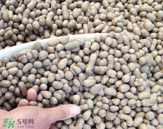 山藥豆能種植嗎？山藥豆怎么種？