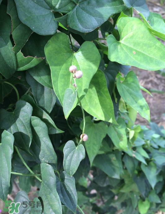 山藥豆能種植嗎？山藥豆怎么種？