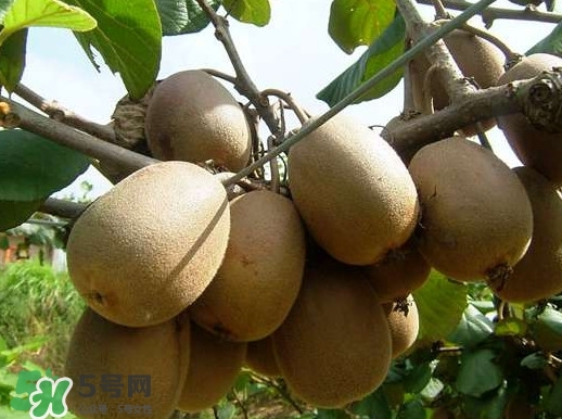 黃心獼猴桃叫什么名字？黃心獼猴桃是什么品種