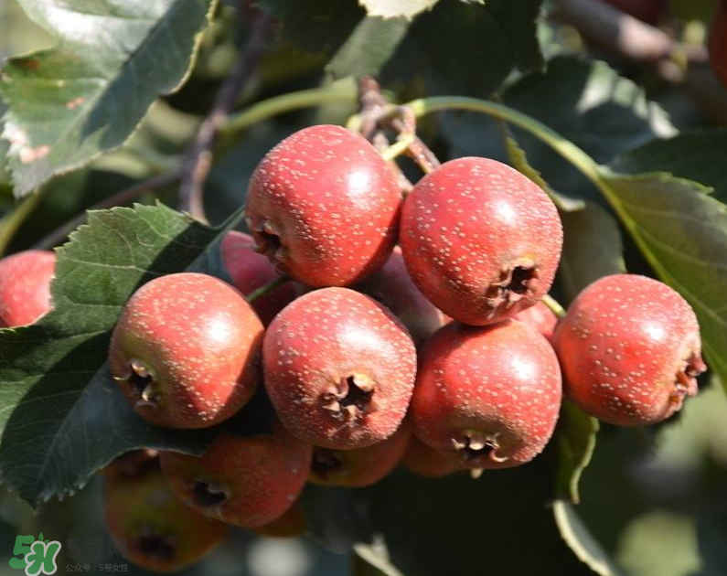 山楂和枸杞能一起泡水喝嗎？