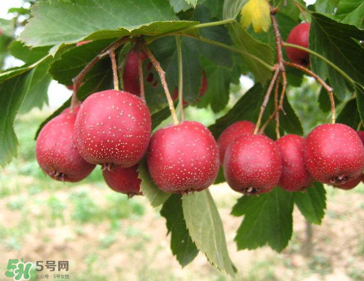 山楂和菊花能一起泡水喝嗎？