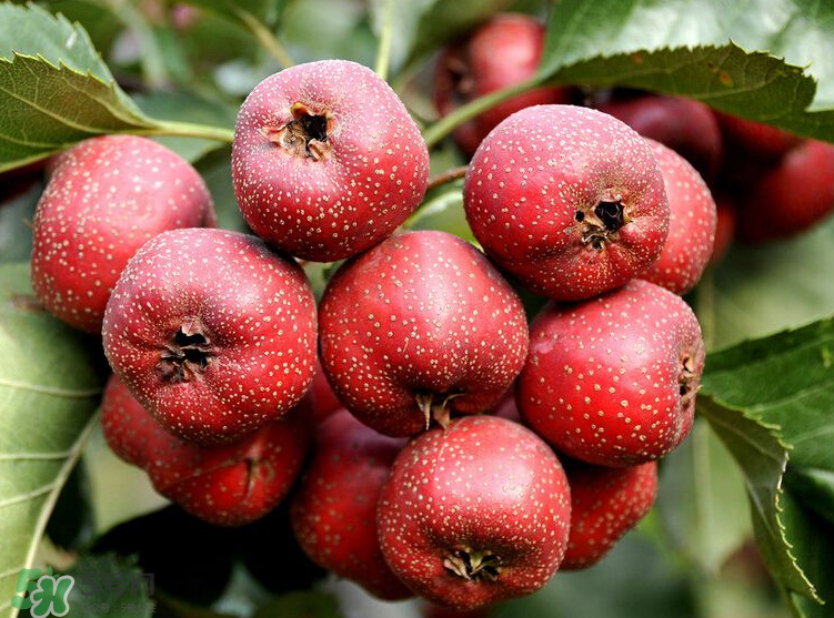 山楂和決明子泡茶喝的功效是什么？