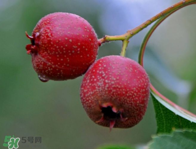 山楂和決明子泡茶喝的功效是什么？