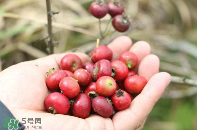 山楂和蜂蜜能一起沖水喝嗎？