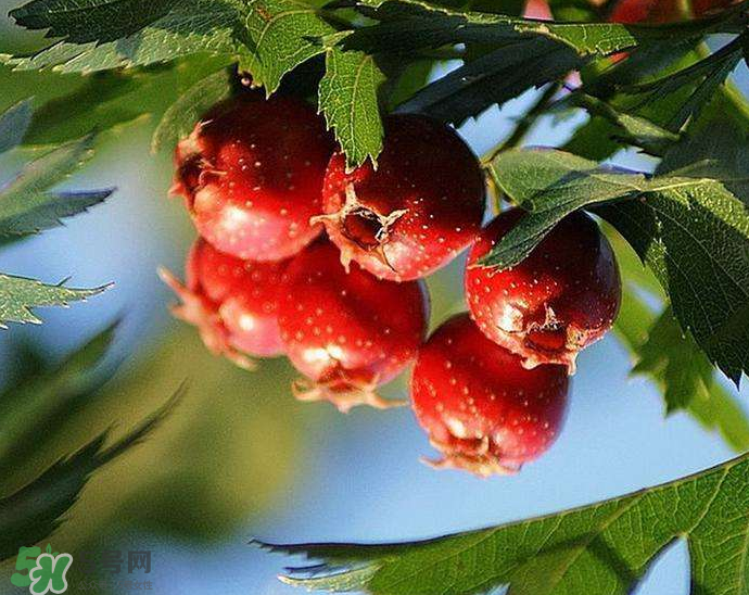 山楂要煲多長時(shí)間最好？山楂要什么時(shí)候吃最好？