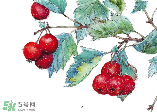 山楂要煲多長時(shí)間最好？山楂要什么時(shí)候吃最好？