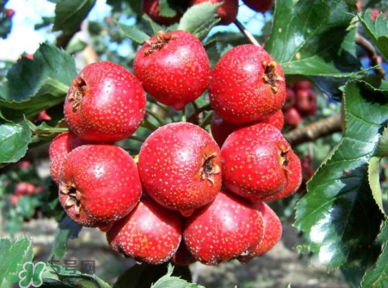 山楂要煲多長時(shí)間最好？山楂要什么時(shí)候吃最好？