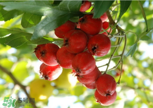山楂怎么吃才減肥？山楂怎么吃能減肥瘦身？